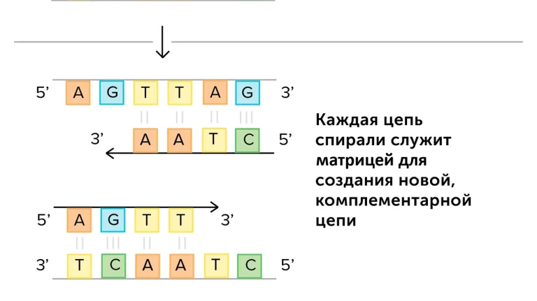 shcho-take-replikatsiia-mekhanizm-podvoiennia-dnk-8e43