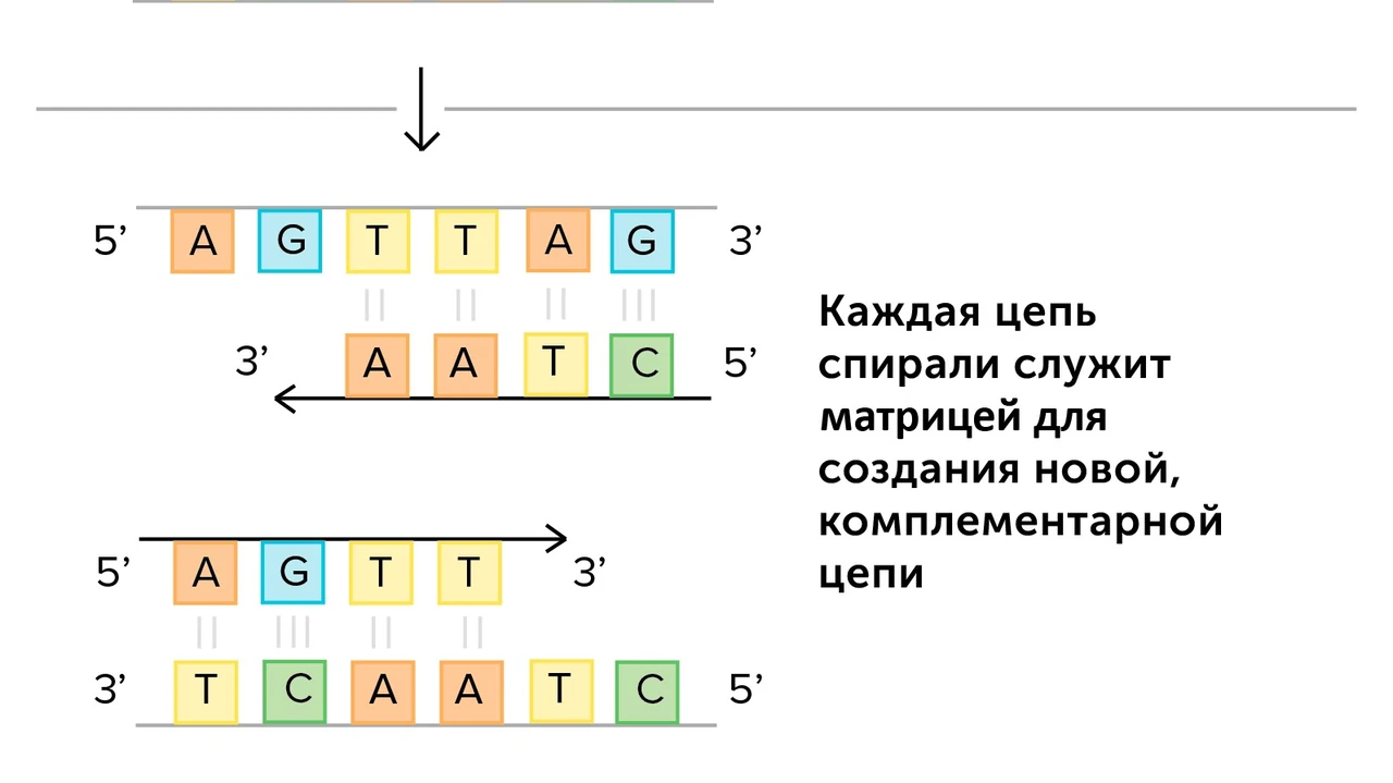 shcho-take-replikatsiia-mekhanizm-podvoiennia-dnk-8e43